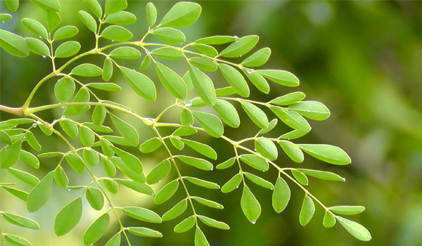 Moringa Leaf Powder exporters in India