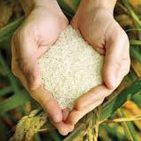 Seeraga Samba Rice Exporters in India